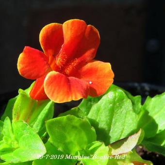 Mimulus 'Bonfire Red'