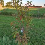 Prunus persica 'Redhaven' - Perzikboom