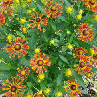 Helenium 'UFO Betty'