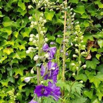 Delphinium 'MAGIC FOUNTAIN Blue'