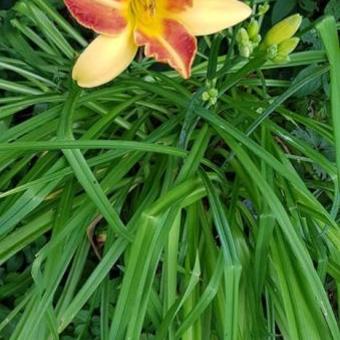 Hemerocallis 'Frans Hals'