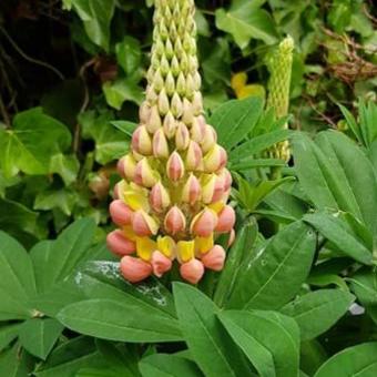 Lupinus