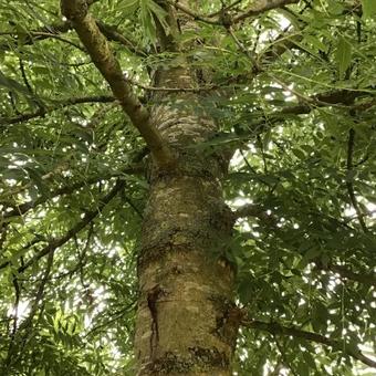 Fraxinus excelsior