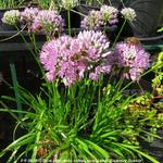 Allium senescens subsp. montanum 'Summer Beauty' - Sierui, Berglook