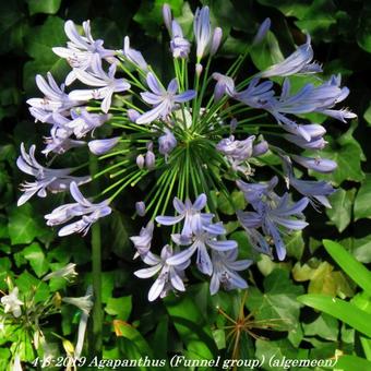 Agapanthus (Funnel group)