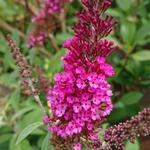 Buddleja BUZZ 'Hot Raspberry' - Vlinderstruik