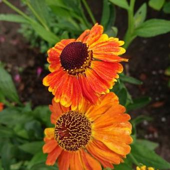 Helenium 'Short'n Sassy'