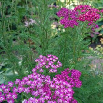 Achillea millefolium 'Saucy Seduction'