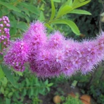 Spiraea douglasii