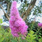 Spiraea douglasii - Spierstruik / Douglasspirea