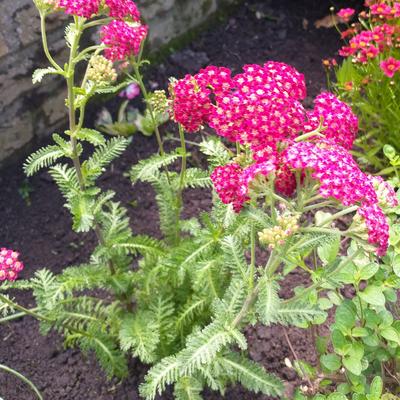 Duizendblad - Achillea millefolium 'Red Velvet'