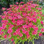 Coreopsis rosea 'TWINKLEBELLS Red' - Meisjesogen