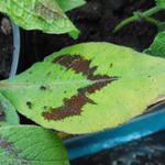 Persicaria virginiana 'Lance Corporal' - Duizendknoop