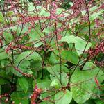 Persicaria virginiana 'Lance Corporal' - Duizendknoop