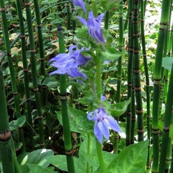 Lobelia siphilitica