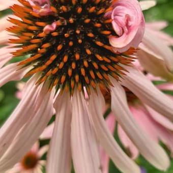 Echinacea purpurea 'Double Decker'