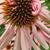 Echinacea purpurea 'Double Decker'