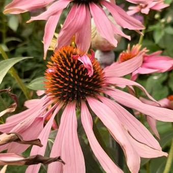 Echinacea purpurea 'Double Decker'