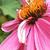 Echinacea purpurea 'Double Decker'