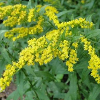 Solidago