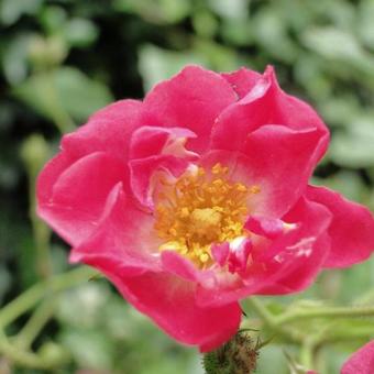 Rosa 'Robin Hood'