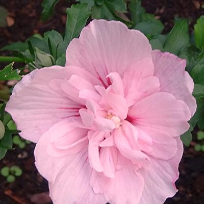 Altheastruik - Hibiscus syriacus 'Pink CHIFFON'