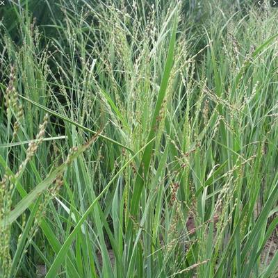 Vingergras - Panicum virgatum 'Warrior'