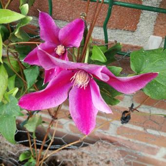 Clematis 'Poseidon'