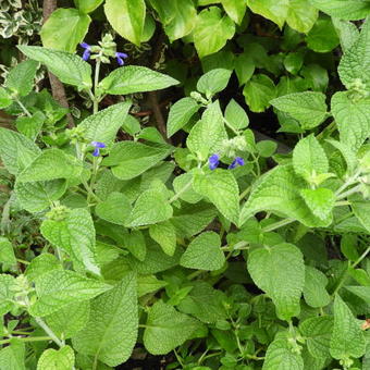 Salvia from Catamarca