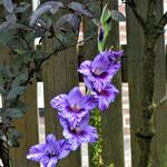 Gladiolus grandiflorus  'Passos' - Gladiool