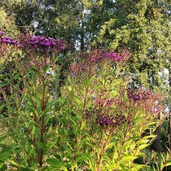 Vernonia crinita 'Mammuth'