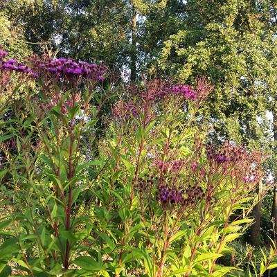 Vernonia, IJzerkruid - Vernonia crinita 'Mammuth'