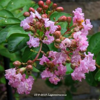 Lagerstroemia