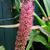 Eucomis comosa 'Sparkling Burgundy'