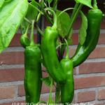 Capsicum annuum  'Numex Big Jim' - Chilipeper