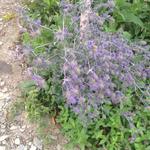 Eryngium alpinum 'Superbum' - Alpendistel