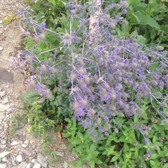 Eryngium alpinum 'Superbum'