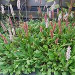 Persicaria vacciniifolia - Bosbesbladige duizendknoop