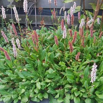 Persicaria vacciniifolia