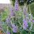 Vitex agnus-castus f. latifolia