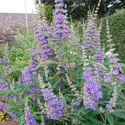 Monnikspeper - Vitex agnus-castus f. latifolia