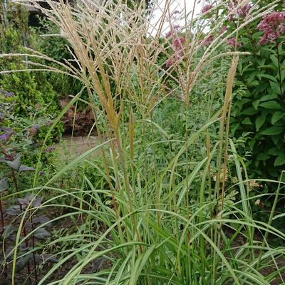 Prachtriet - Miscanthus sinensis 'Herman Mussel'