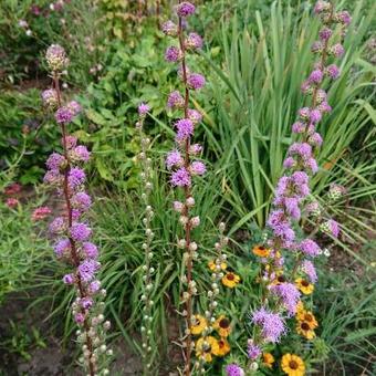 Liatris scariosa