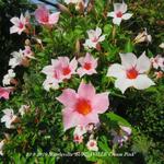 Mandevilla 'SUNDAVILLE Cream Pink' - Mandevilla