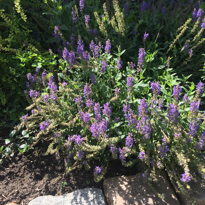 Virginische ereprijs - Veronicastrum virginicum 'Cupid'