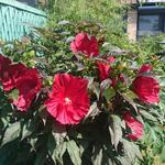 Hibiscus moscheutos SUMMERIFIC 'Midnight Marvel' - Althaeastruik, Moerashibiscus