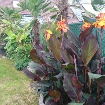 Canna x generalis 'Wyoming'