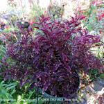 Plectranthus scutellarioides UNDER THE SEA 'Bone fish' - Siernetel