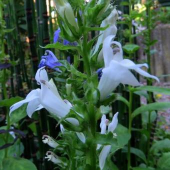 Lobelia siphilitica 'Alba'