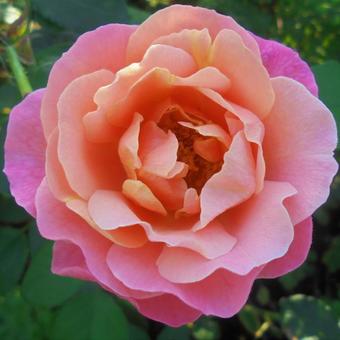 Rosa 'Marie Curie'